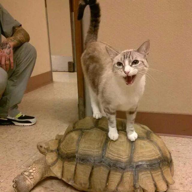 Cat on tortoise